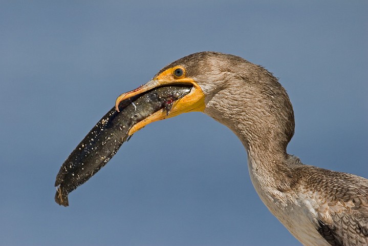 Ohrenscharbe Phalacrocorax auritus Double-Crested Cormorant